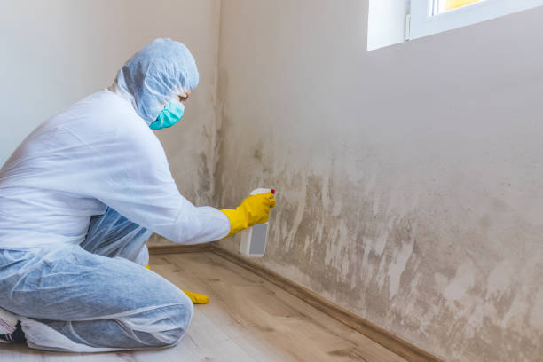 Best Attic Mold Removal  in Okanogan, WA